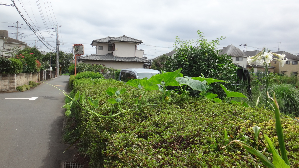 f:id:cafelegume:20190822225719j:plain