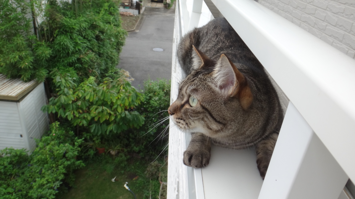 f:id:cafelegume:20190823205212j:plain