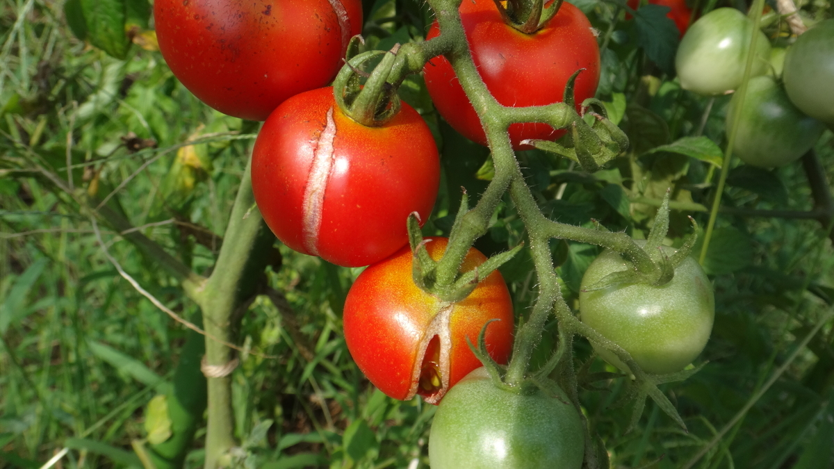 f:id:cafelegume:20190824220743j:plain f:id:cafelegume:20190824220743j:plain