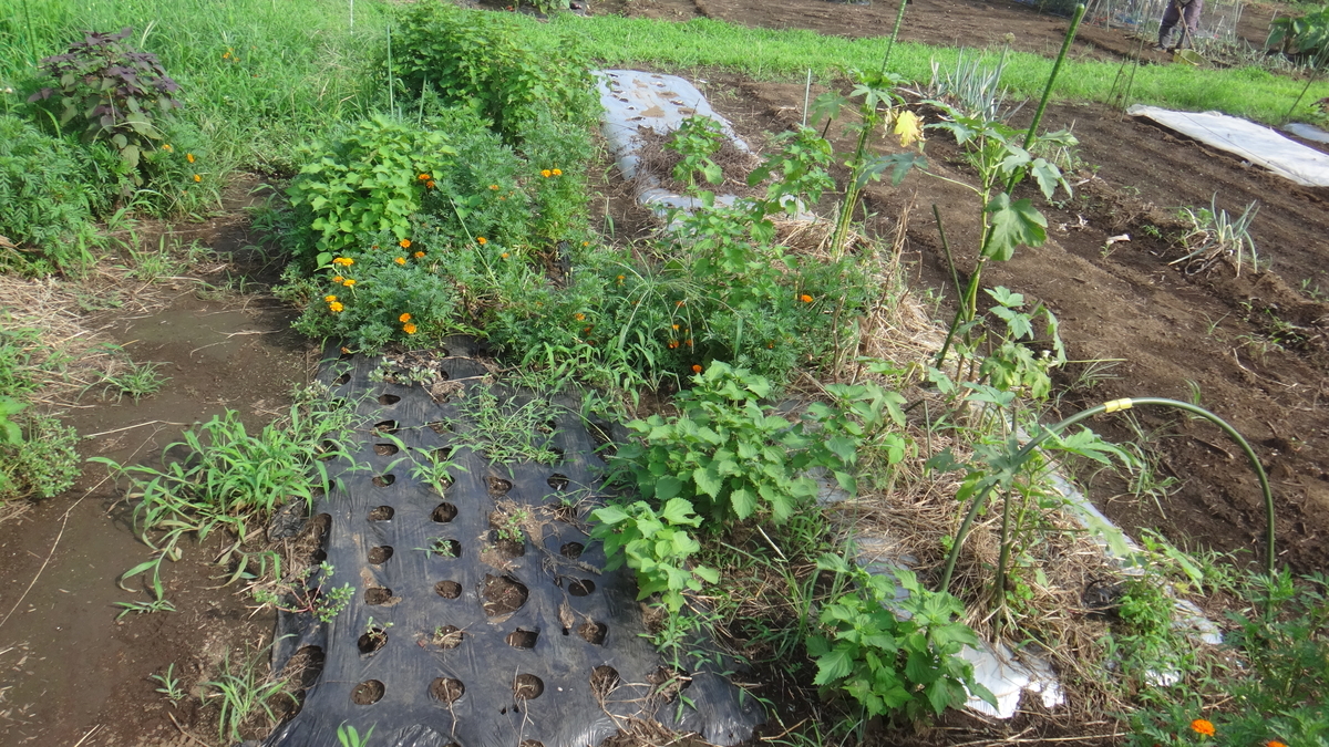 f:id:cafelegume:20190824222005j:plain f:id:cafelegume:20190824222005j:plain