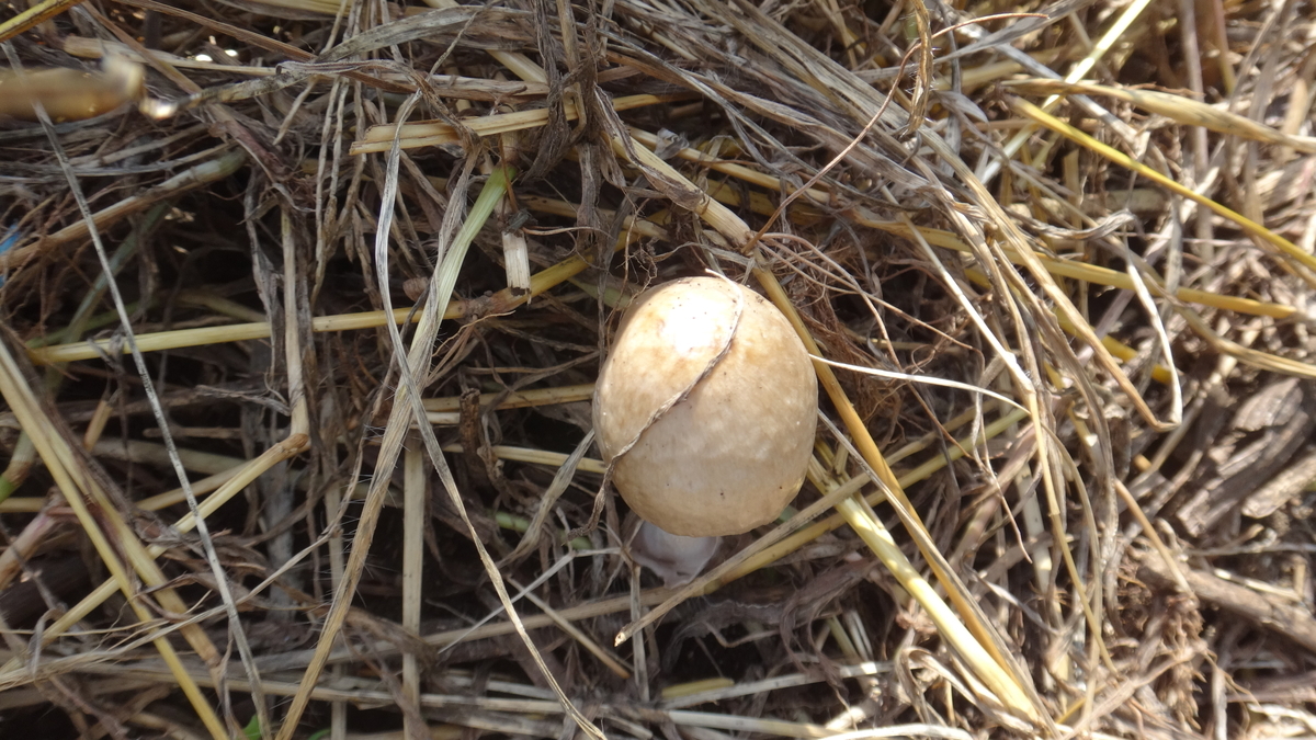 f:id:cafelegume:20190824223639j:plain f:id:cafelegume:20190824223639j:plain