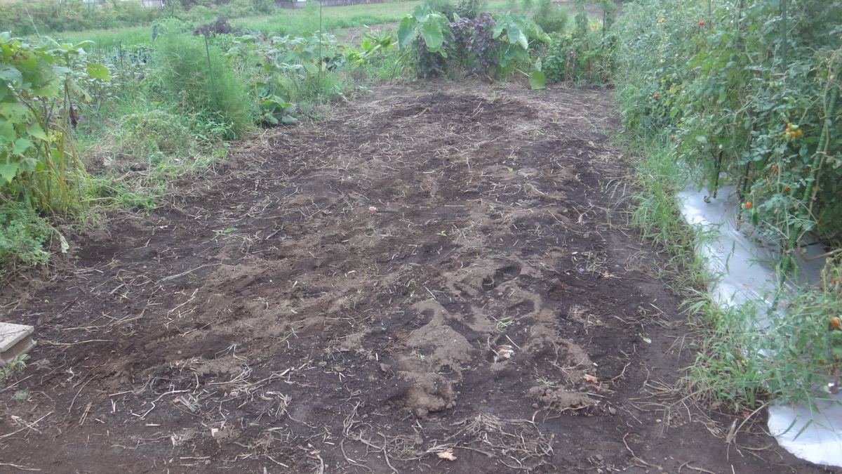 f:id:cafelegume:20190824223814j:plain f:id:cafelegume:20190824223814j:plain