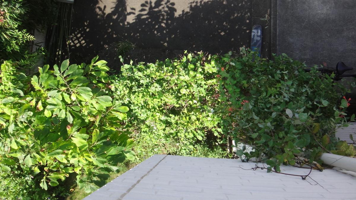 f:id:cafelegume:20190825232111j:plain f:id:cafelegume:20190825232111j:plain