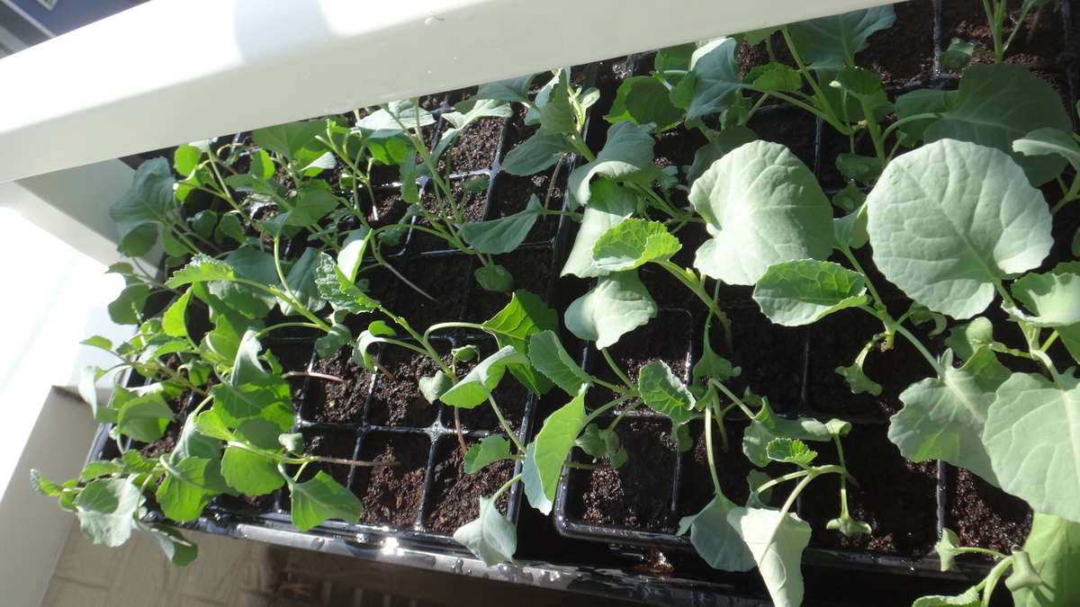 f:id:cafelegume:20190826004638j:plain f:id:cafelegume:20190826004638j:plain