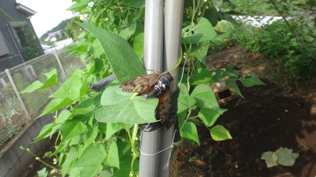 f:id:cafelegume:20190827220125j:plain