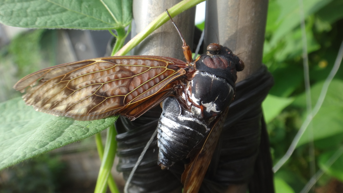 f:id:cafelegume:20190827220452j:plain