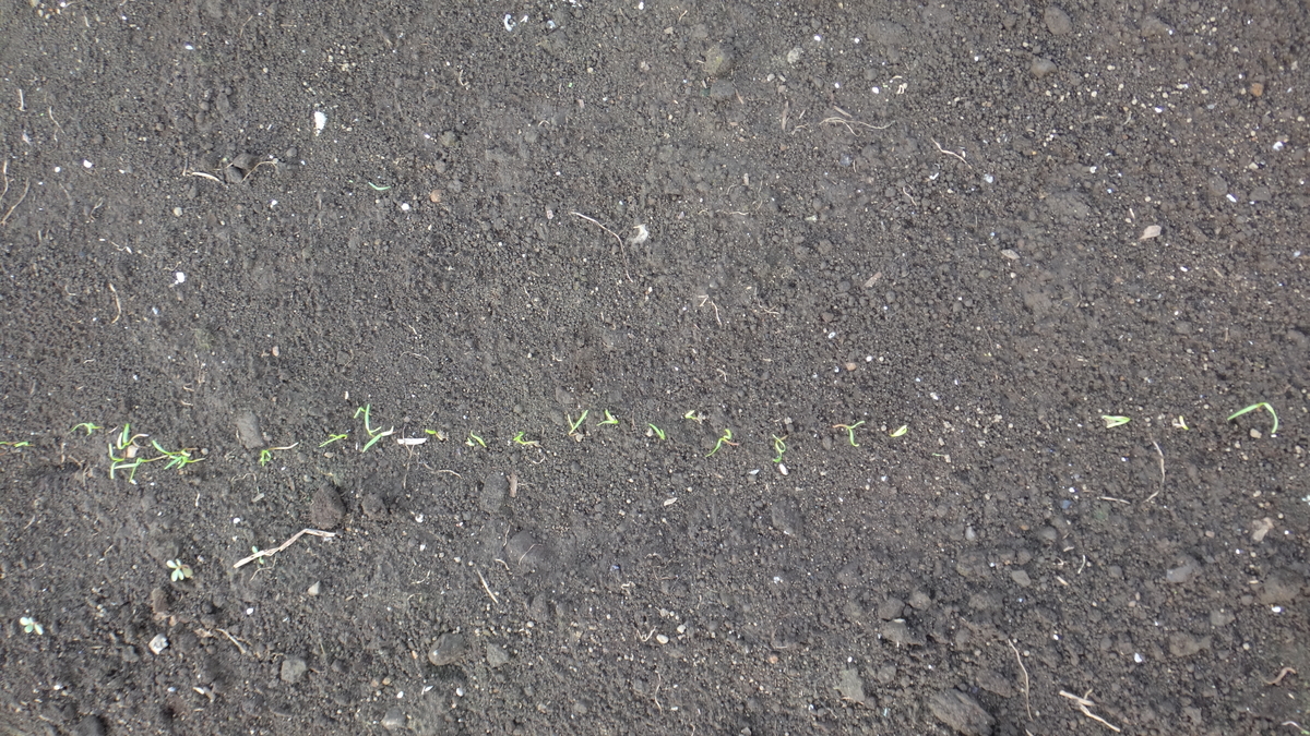 f:id:cafelegume:20190901222417j:plain