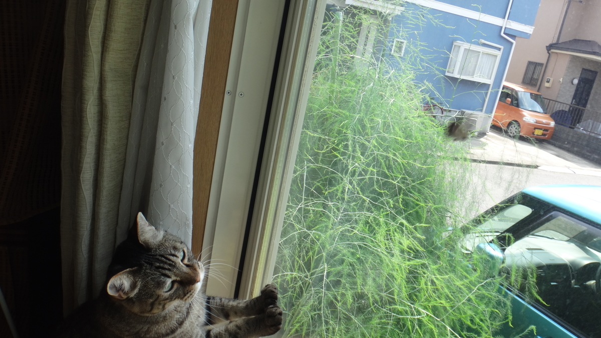 f:id:cafelegume:20190902223115j:plain