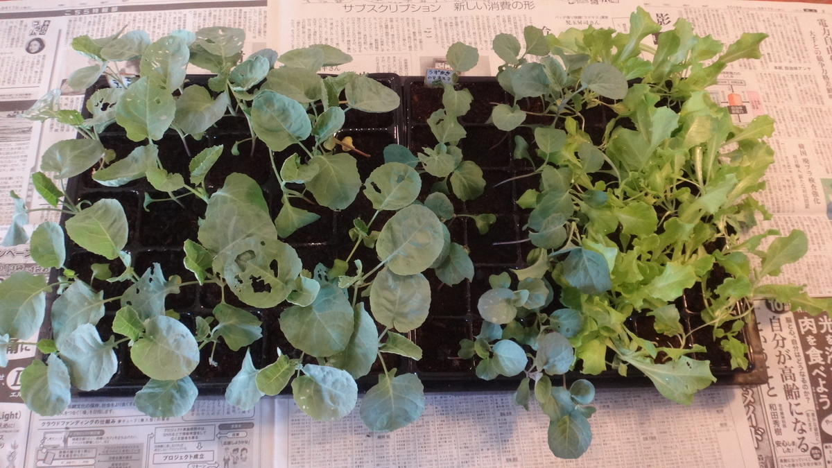 f:id:cafelegume:20190907213503j:plain