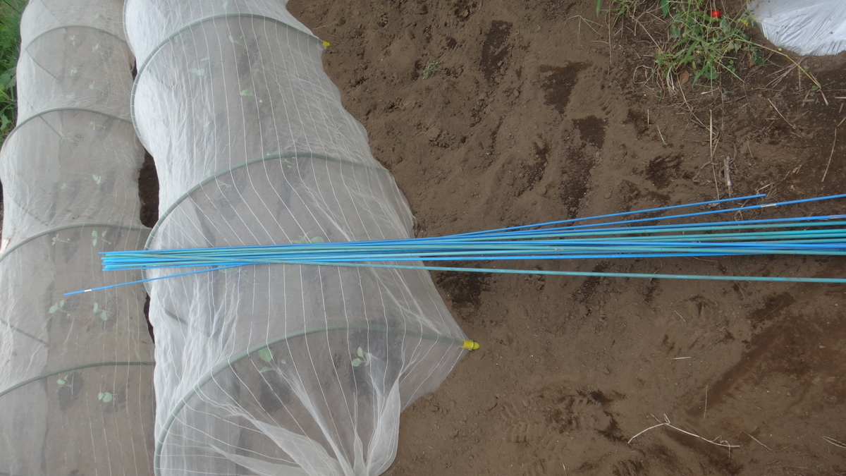 f:id:cafelegume:20190908222316j:plain f:id:cafelegume:20190908222316j:plain
