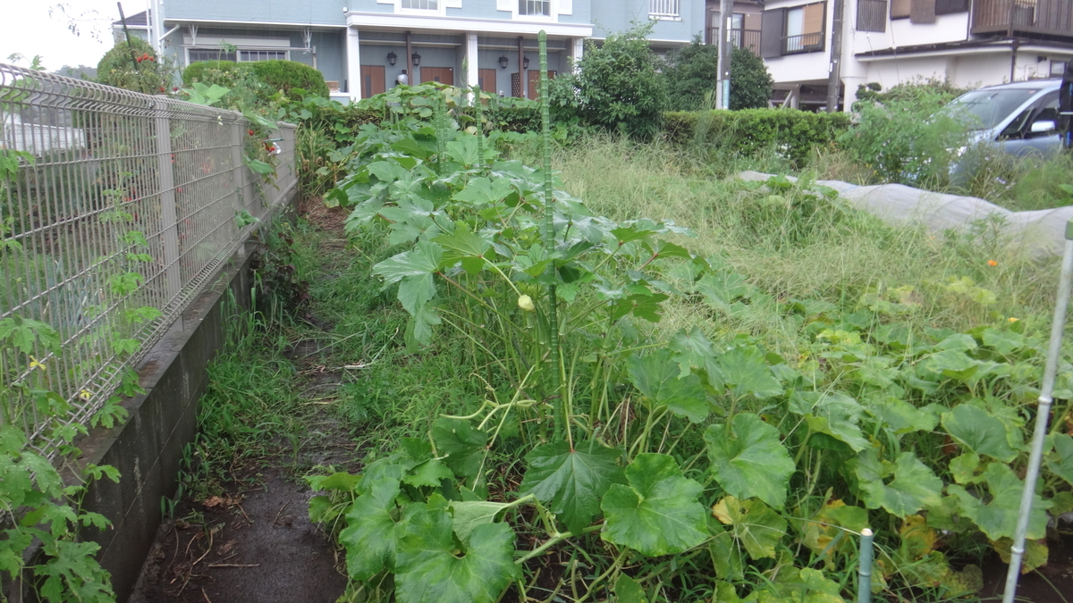 f:id:cafelegume:20190908223235j:plain f:id:cafelegume:20190908223235j:plain