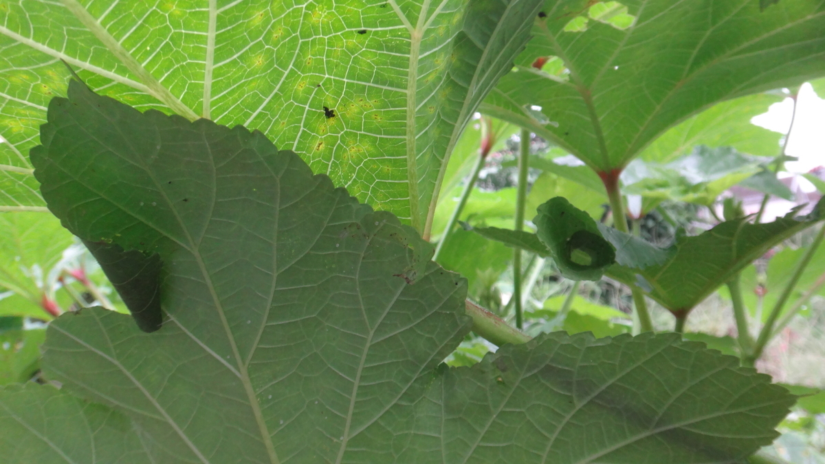 f:id:cafelegume:20190908224204j:plain f:id:cafelegume:20190908224204j:plain