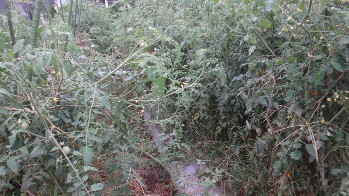 f:id:cafelegume:20190908230908j:plain f:id:cafelegume:20190908230908j:plain