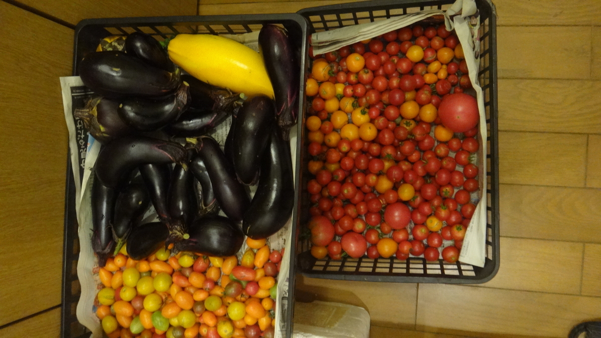 f:id:cafelegume:20190908233236j:plain f:id:cafelegume:20190908233236j:plain