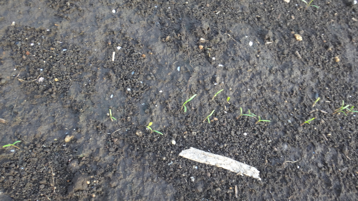 f:id:cafelegume:20190909213952j:plain