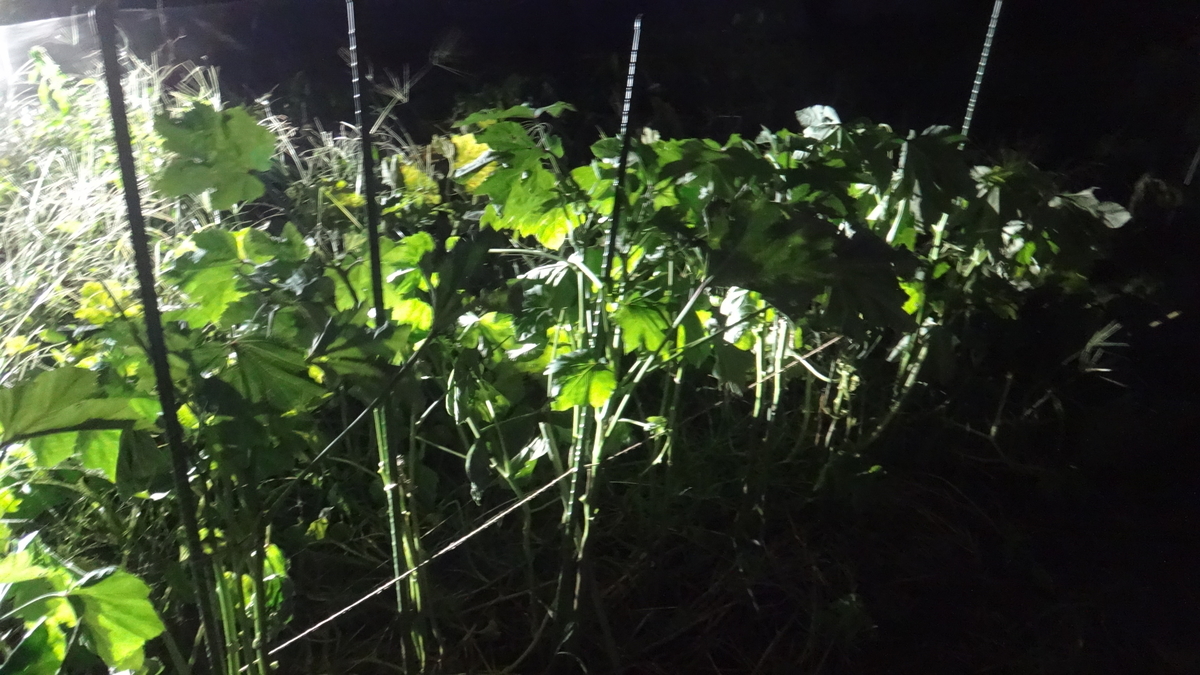 f:id:cafelegume:20190909224241j:plain