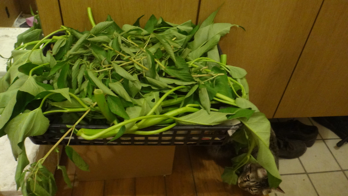 f:id:cafelegume:20190909225002j:plain