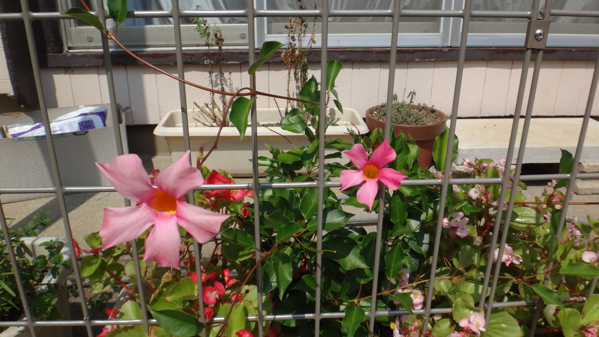 f:id:cafelegume:20190911220319j:plain