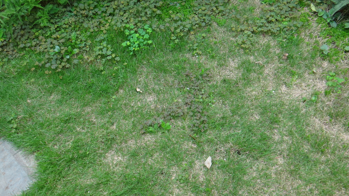 f:id:cafelegume:20190911223253j:plain
