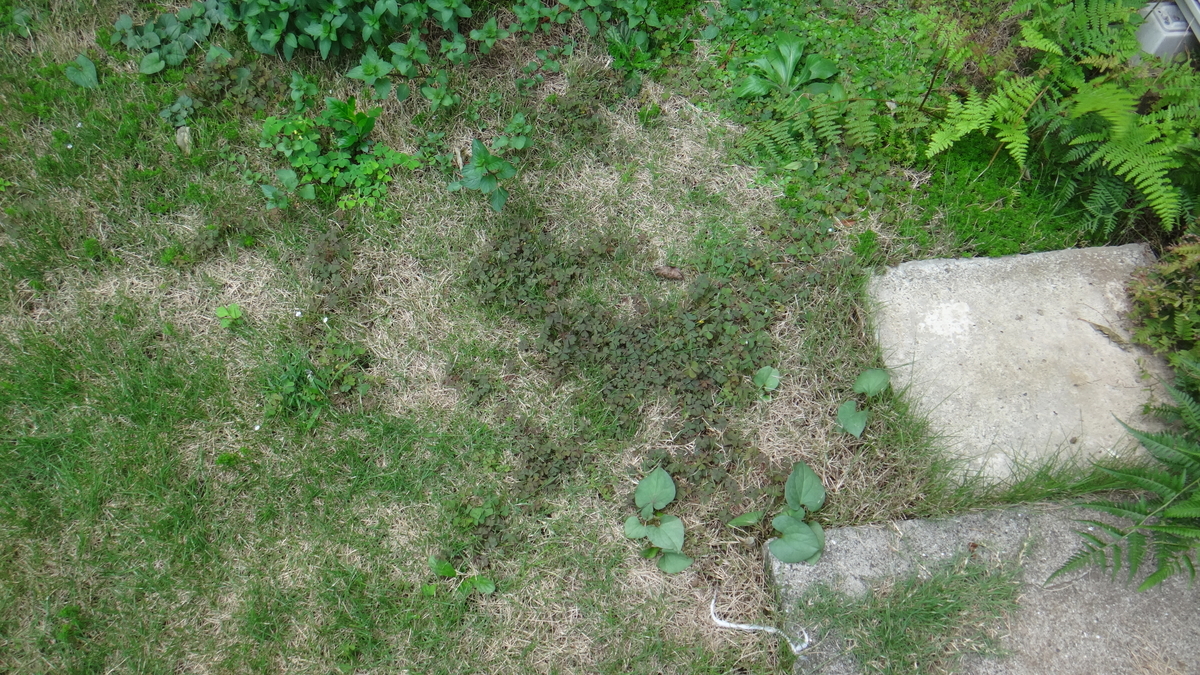 f:id:cafelegume:20190911223724j:plain
