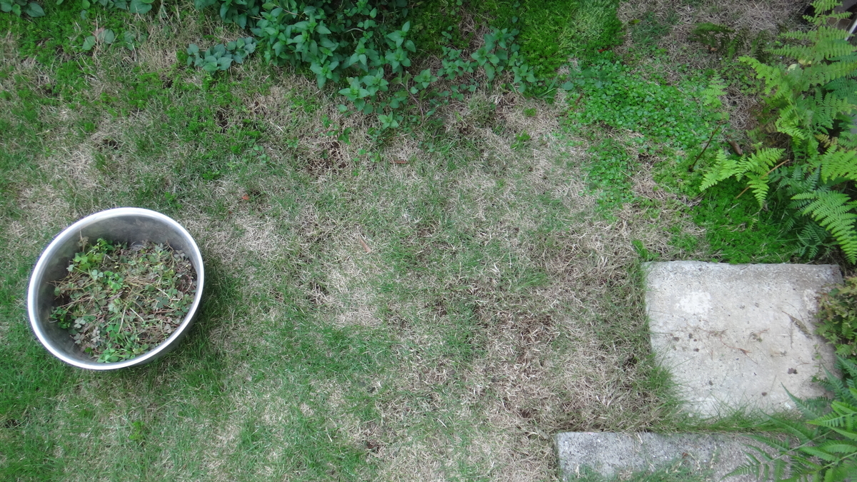 f:id:cafelegume:20190911223804j:plain