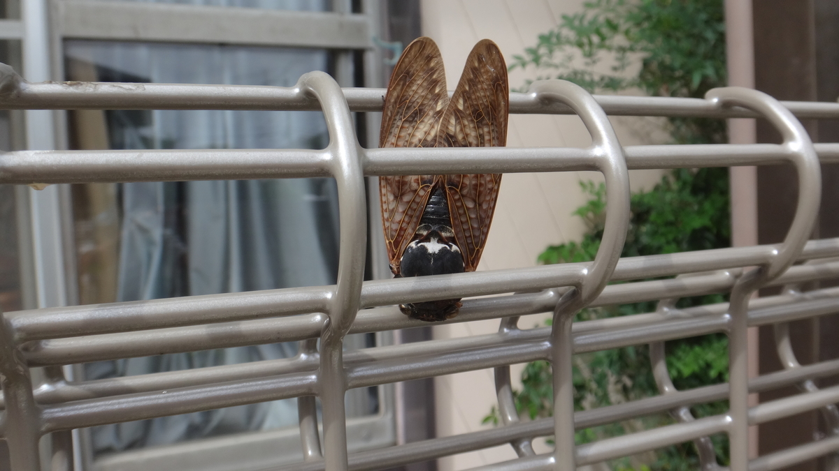 f:id:cafelegume:20190915223513j:plain