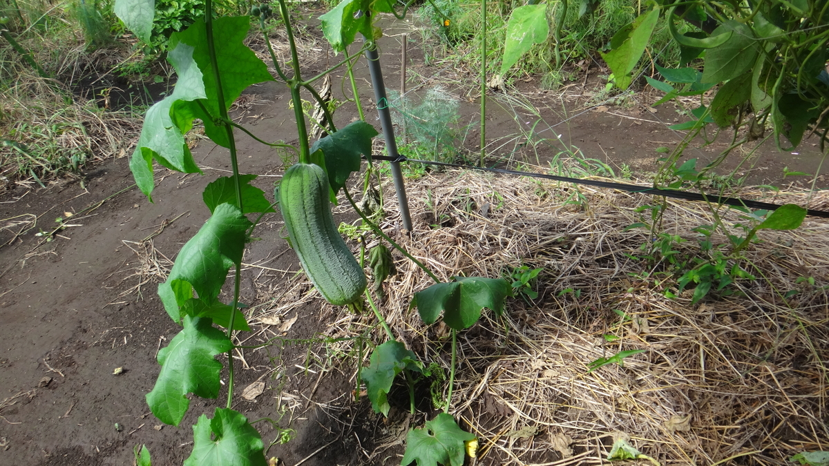 f:id:cafelegume:20190917212750j:plain