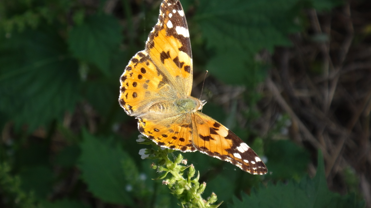 f:id:cafelegume:20190921020003j:plain