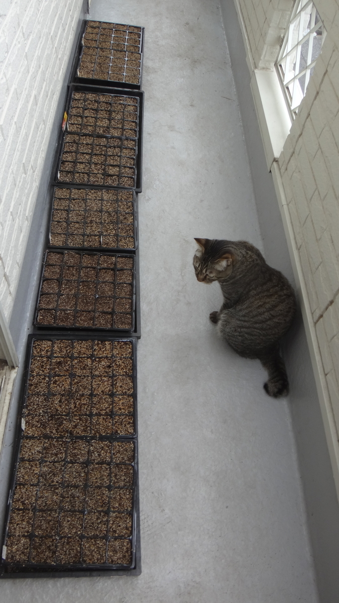 f:id:cafelegume:20190921232400j:plain