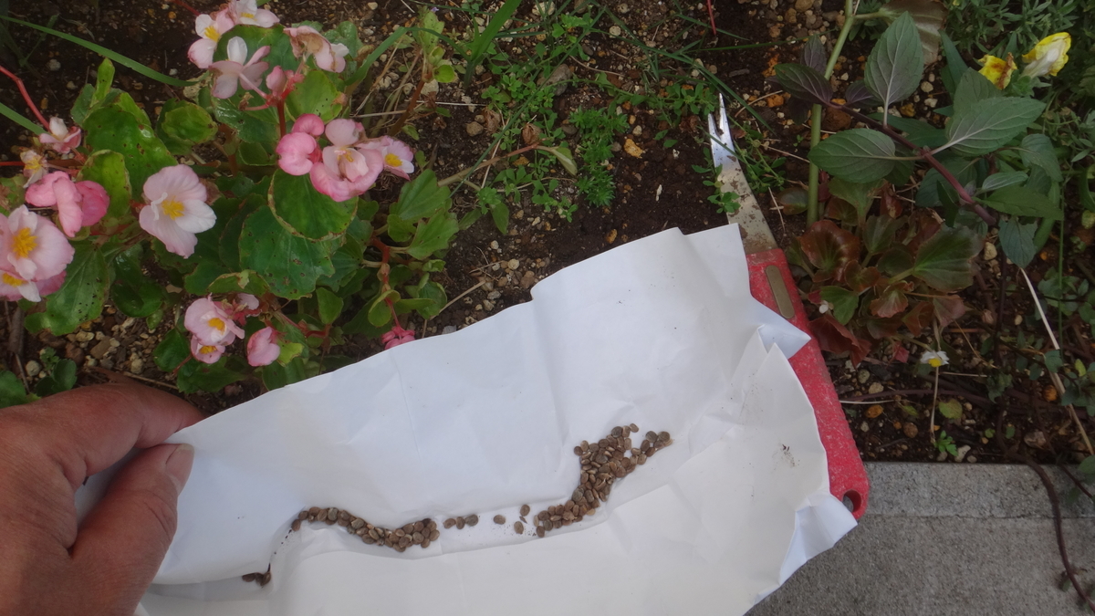 f:id:cafelegume:20190925213754j:plain