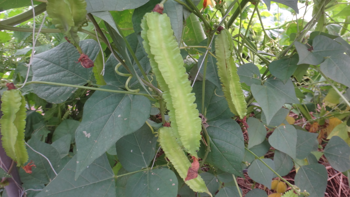f:id:cafelegume:20190927210120j:plain