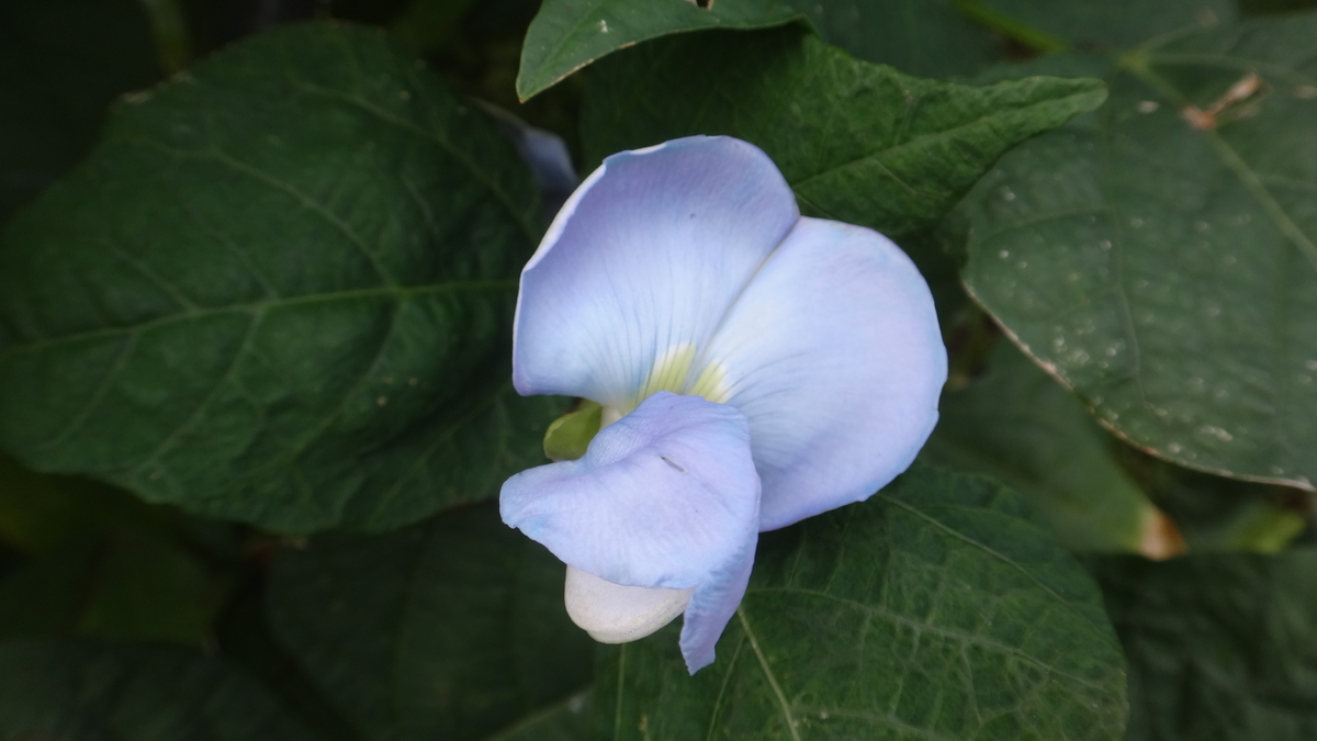 f:id:cafelegume:20190927210300j:plain