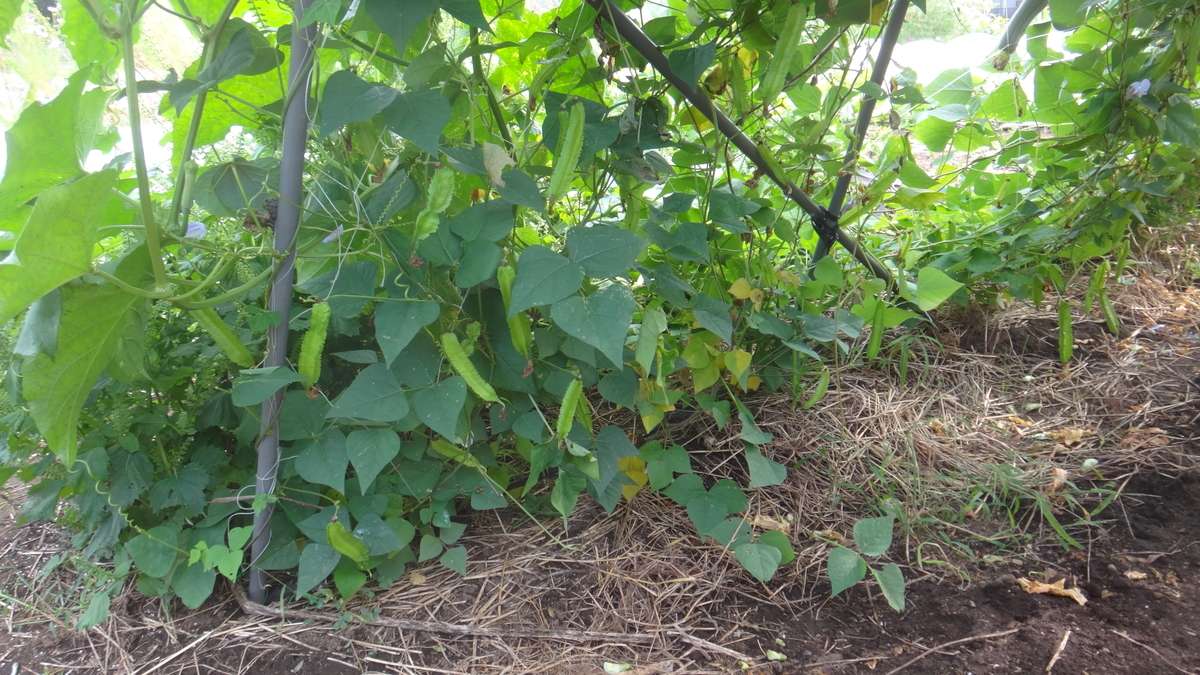 f:id:cafelegume:20190927211805j:plain