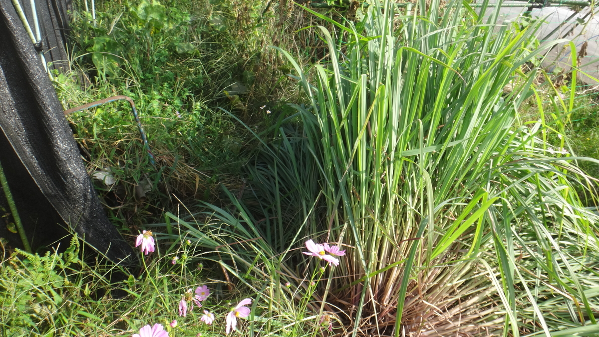 f:id:cafelegume:20190929203546j:plain f:id:cafelegume:20190929203546j:plain