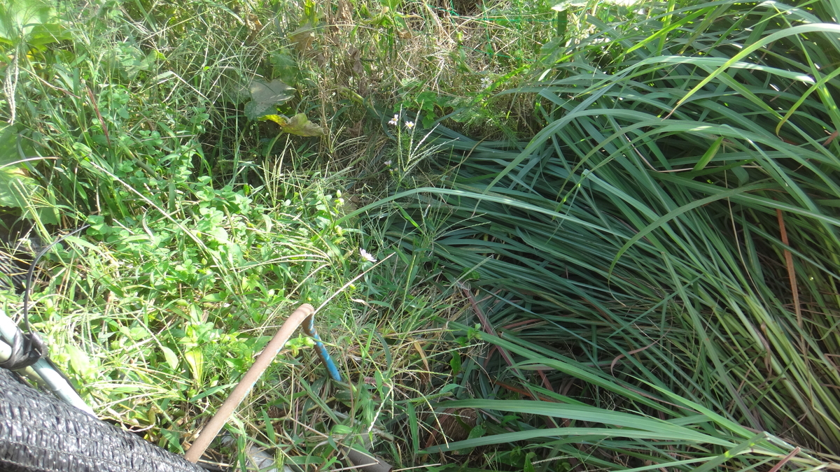 f:id:cafelegume:20190929204238j:plain f:id:cafelegume:20190929204238j:plain