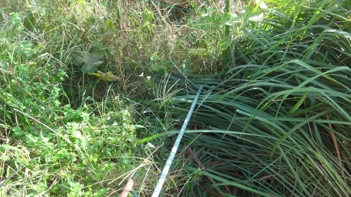 f:id:cafelegume:20190929204357j:plain f:id:cafelegume:20190929204357j:plain