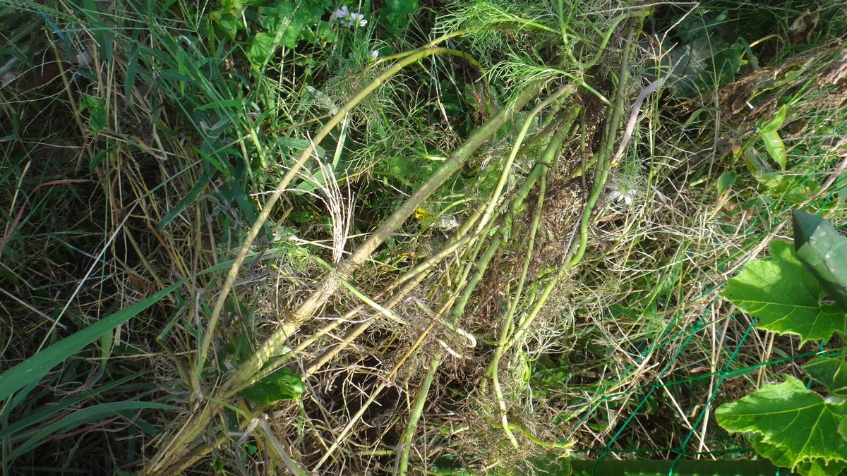 f:id:cafelegume:20190929204720j:plain f:id:cafelegume:20190929204720j:plain