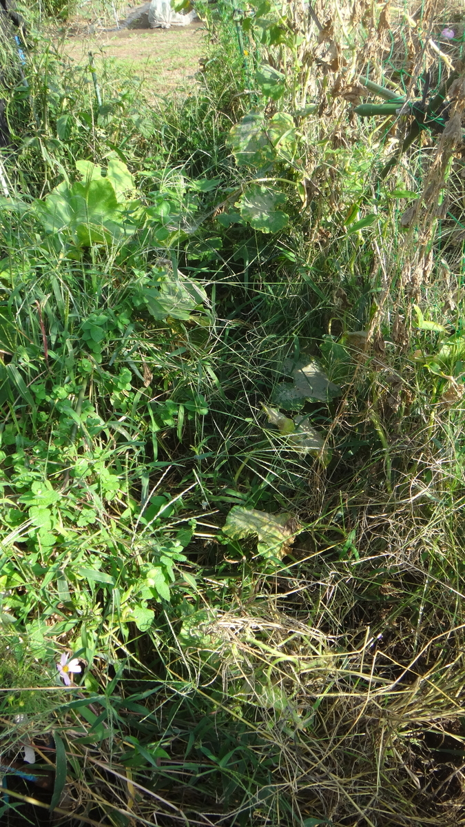 f:id:cafelegume:20190929204957j:plain f:id:cafelegume:20190929204957j:plain