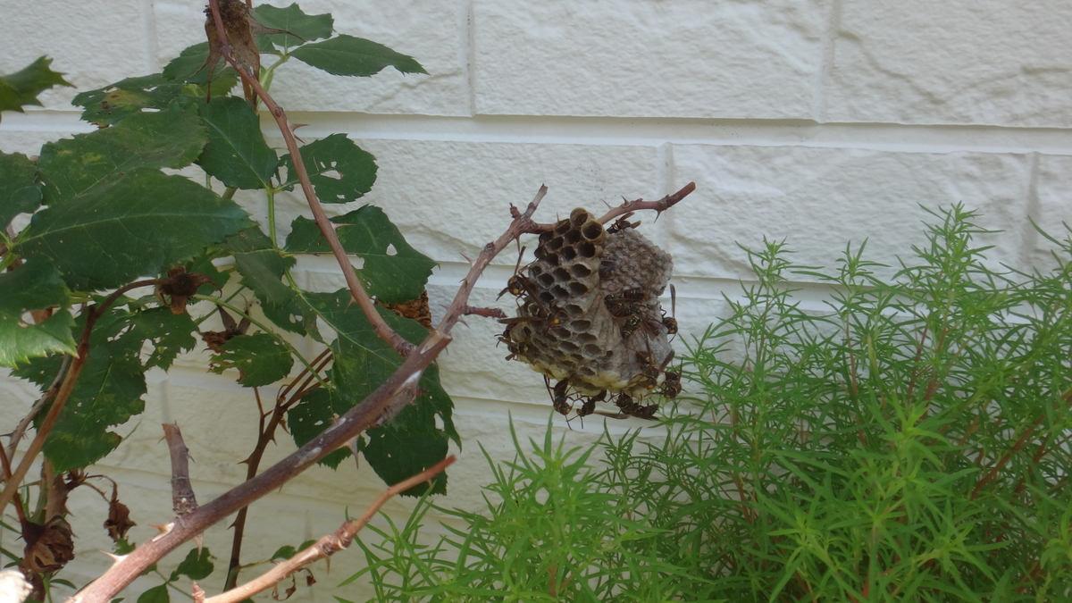 f:id:cafelegume:20190929213229j:plain f:id:cafelegume:20190929213229j:plain