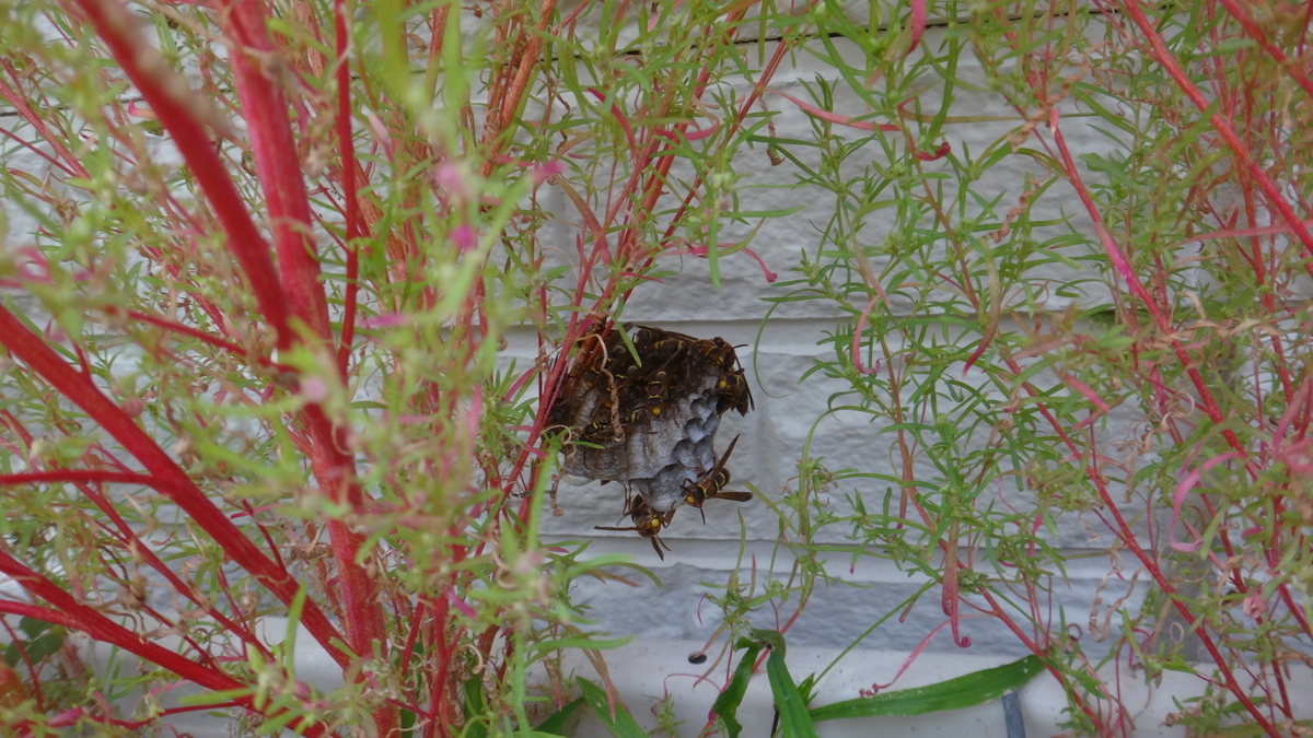 f:id:cafelegume:20190929214032j:plain f:id:cafelegume:20190929214032j:plain
