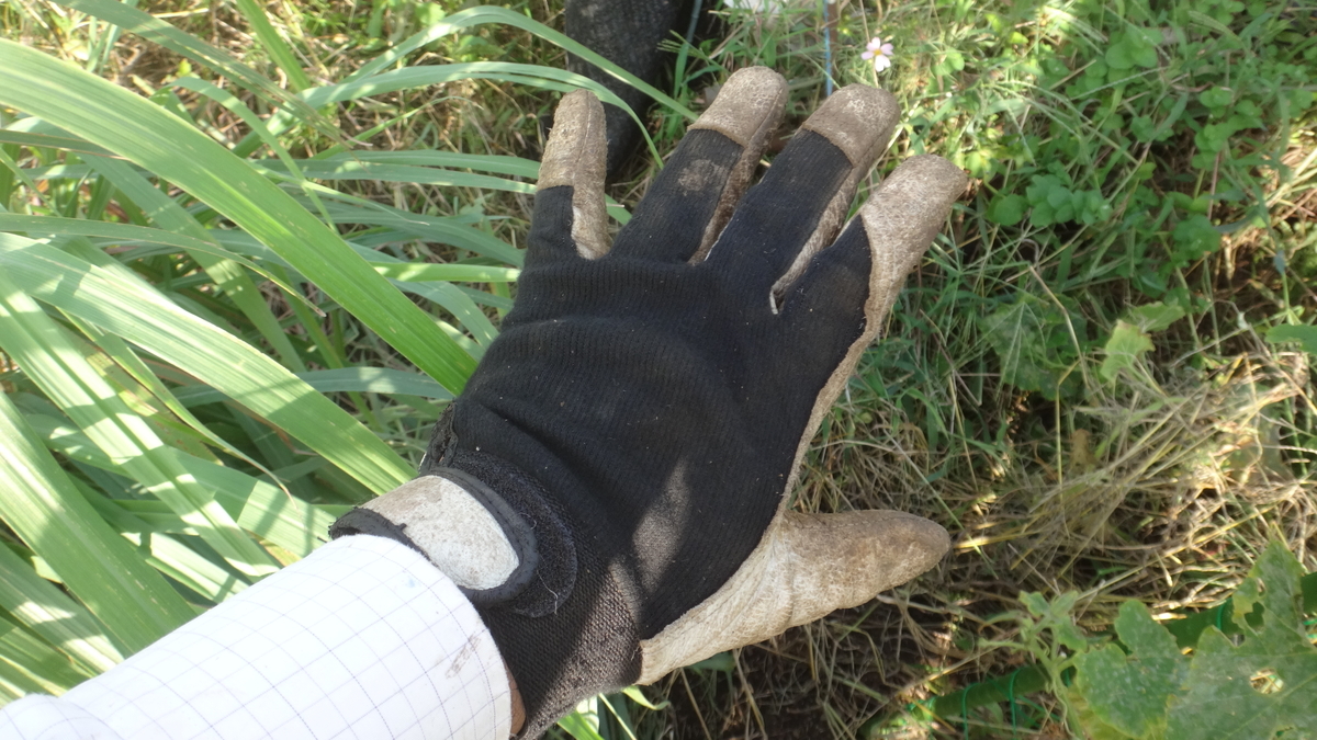 f:id:cafelegume:20190929214528j:plain f:id:cafelegume:20190929214528j:plain