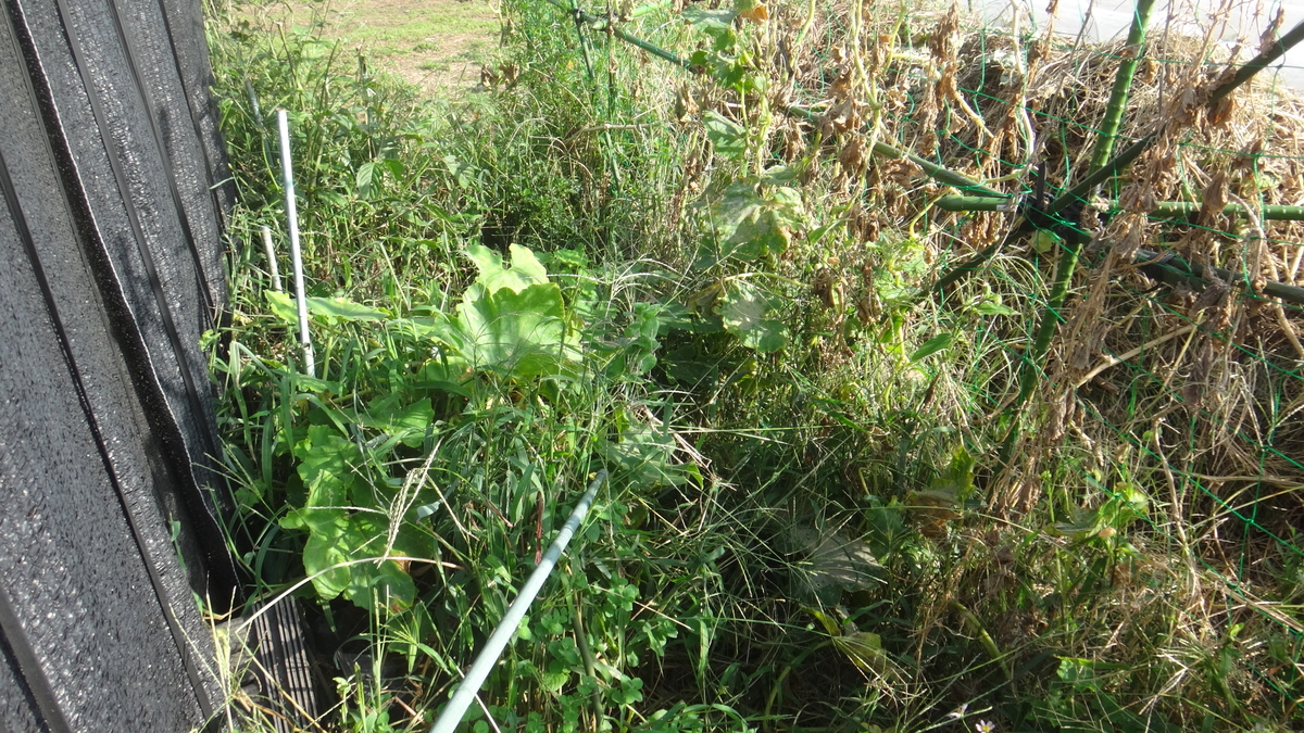 f:id:cafelegume:20190929214808j:plain f:id:cafelegume:20190929214808j:plain