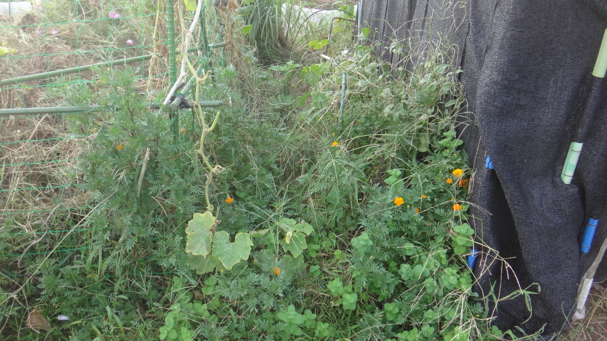 f:id:cafelegume:20190929215757j:plain f:id:cafelegume:20190929215757j:plain