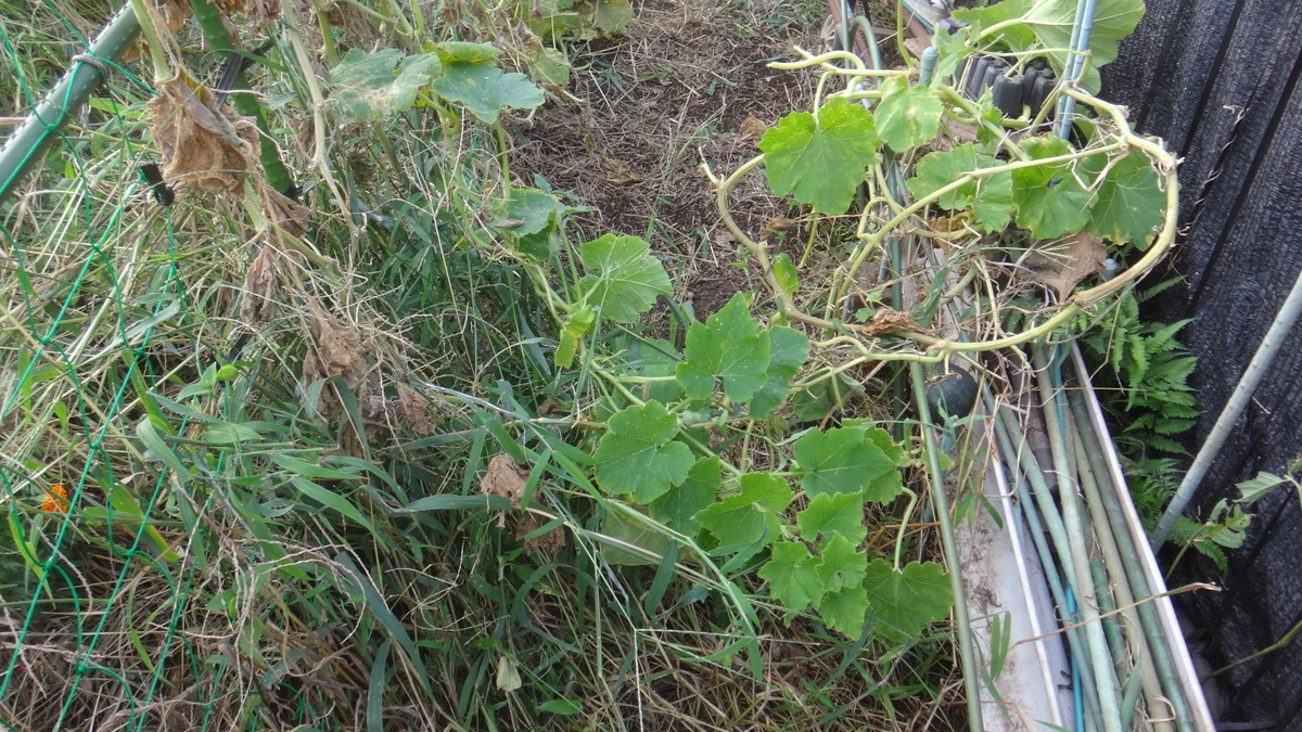 f:id:cafelegume:20190929220440j:plain f:id:cafelegume:20190929220440j:plain
