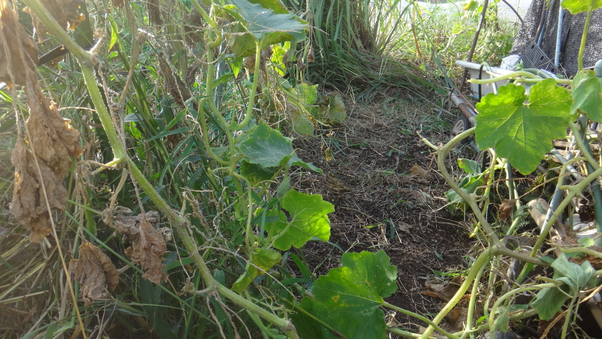 f:id:cafelegume:20190929221314j:plain f:id:cafelegume:20190929221314j:plain