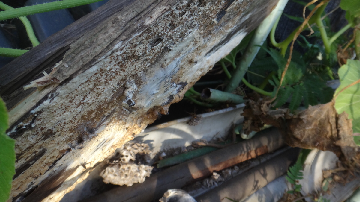 f:id:cafelegume:20190929221931j:plain f:id:cafelegume:20190929221931j:plain