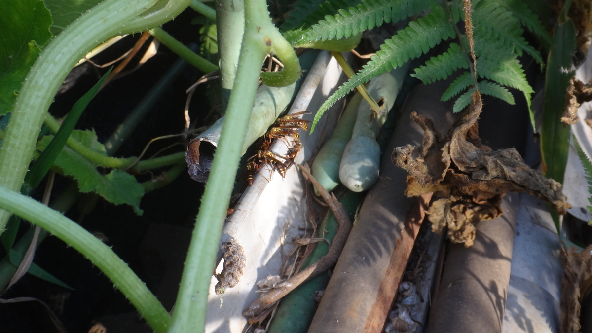 f:id:cafelegume:20190929222105j:plain f:id:cafelegume:20190929222105j:plain