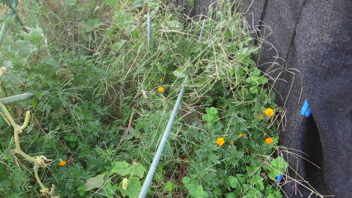 f:id:cafelegume:20190929223048j:plain f:id:cafelegume:20190929223048j:plain