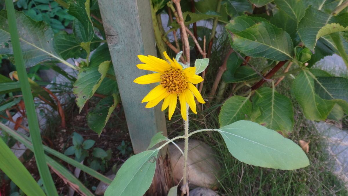 f:id:cafelegume:20191002224817j:plain
