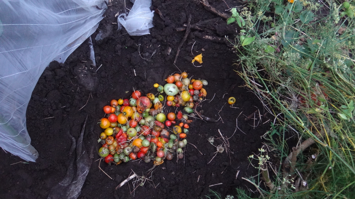 f:id:cafelegume:20191021231626j:plain